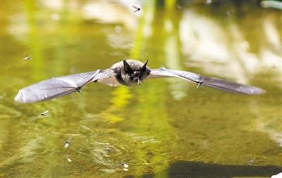 蝙蝠是鸟类吗大班科学教案的简单介绍