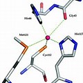 plastocyanin,plastocyanin翻译